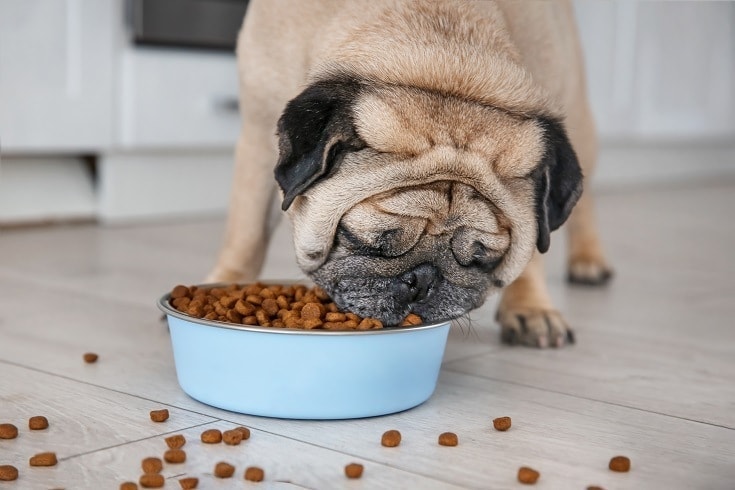 What Can Pugs Eat? 4 Vet Approved Options & What to Avoid | Hepper Pet  Resources