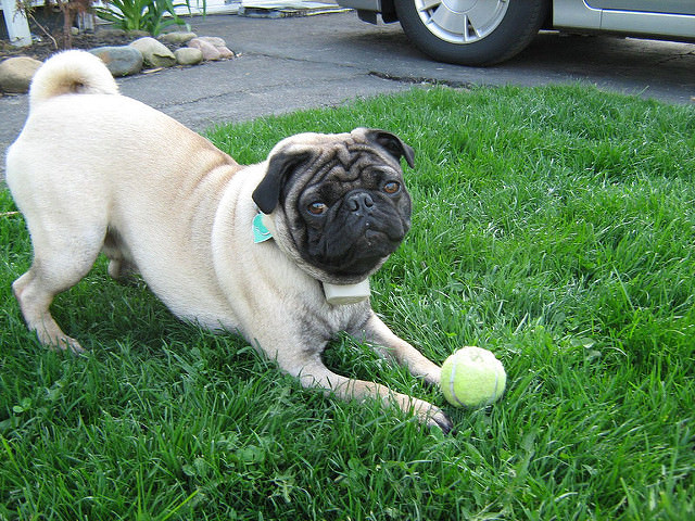 3 Tips To Teach Your Pug To Play Fetch - iHeartDogs.com