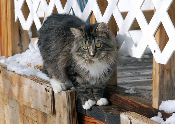 RagaMuffin Cat Breed Guide | Scrumbles