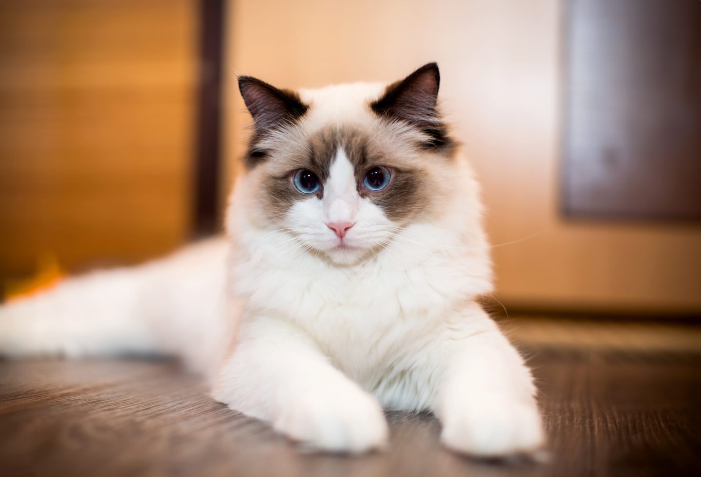 Ragdoll Header bigstock 408978611 Rawlik
