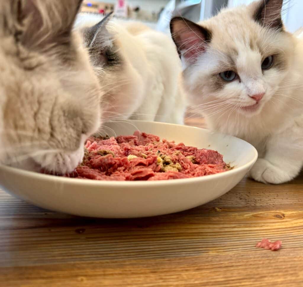 What is the Best Ragdoll Cat Food: 5 Reasons Raw is Right - Masterpiece  Ragdolls