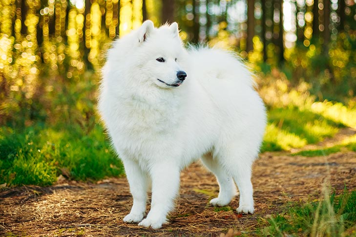 Samoyed standing in the forest