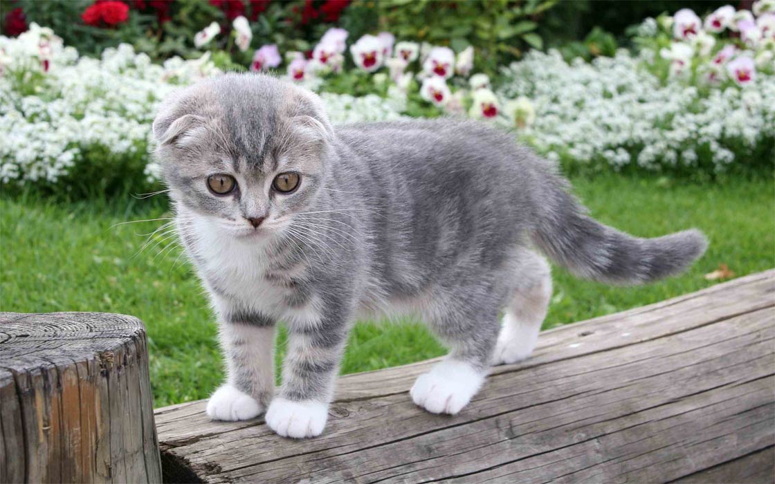 Scottish Fold cat | DinoAnimals.com