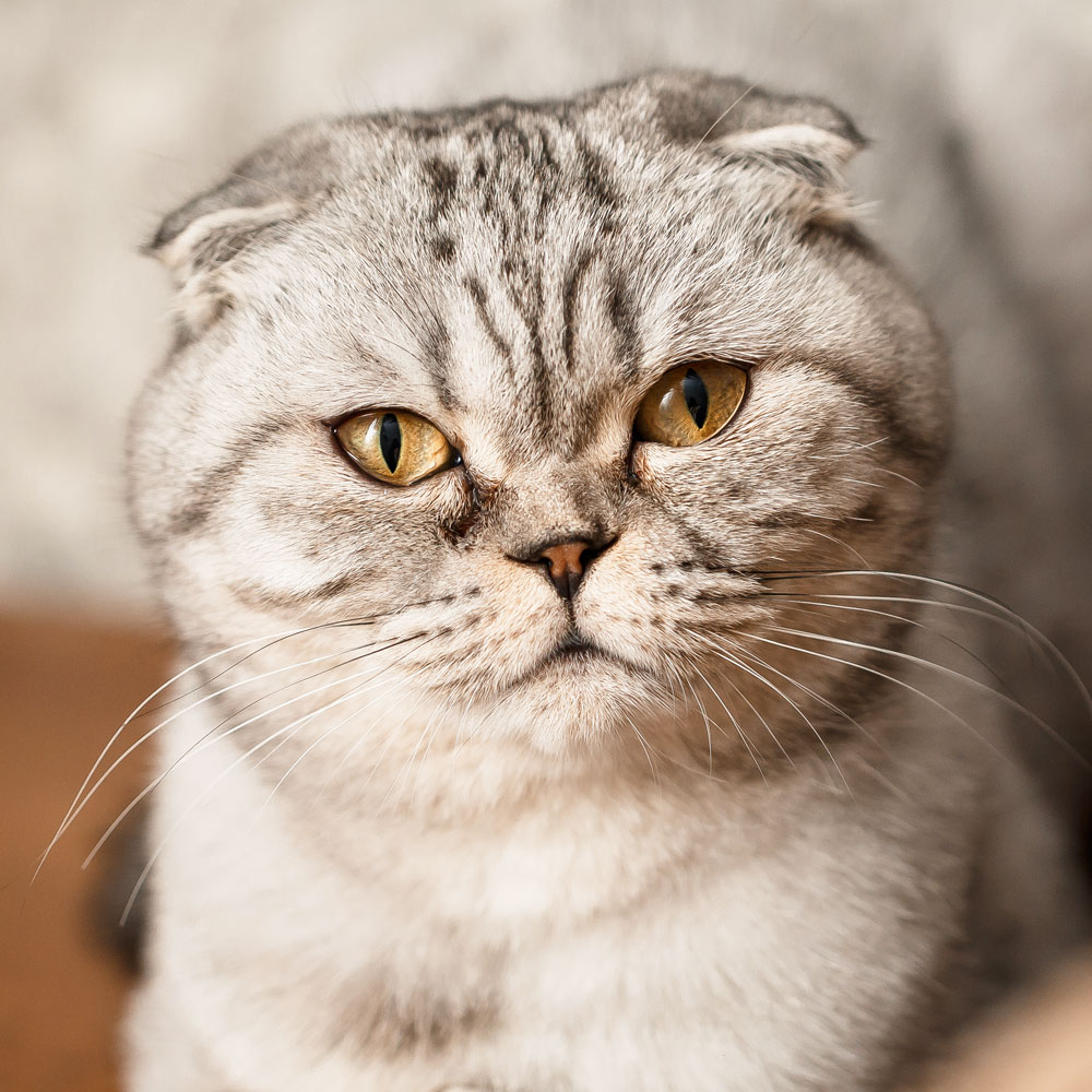 ScottishFold