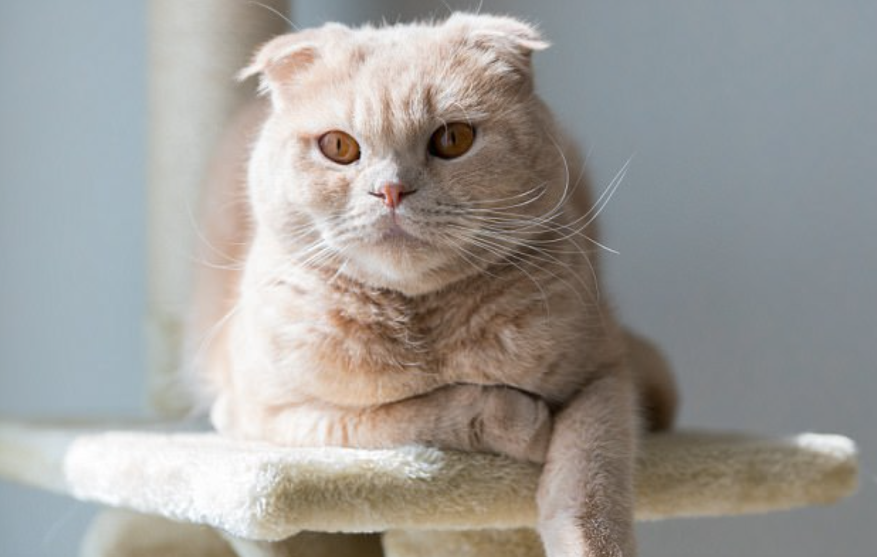 Scottish Fold Cat: Temperament, Characteristics | Highland Titles