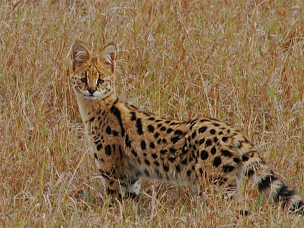 Serval va dieu ban chua biet ve meo Serval Linh mieu dong co