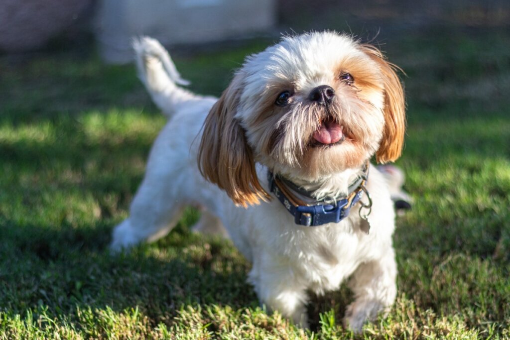 8 motivos para ter um cachorro da raça shih tzu - Portal EdiCase