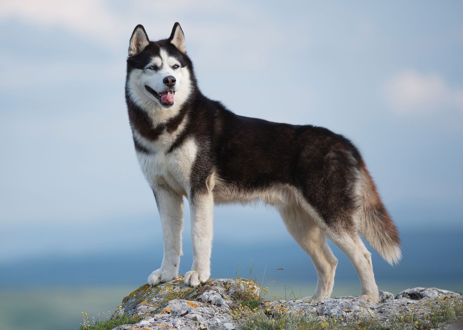 Siberian Husky dog