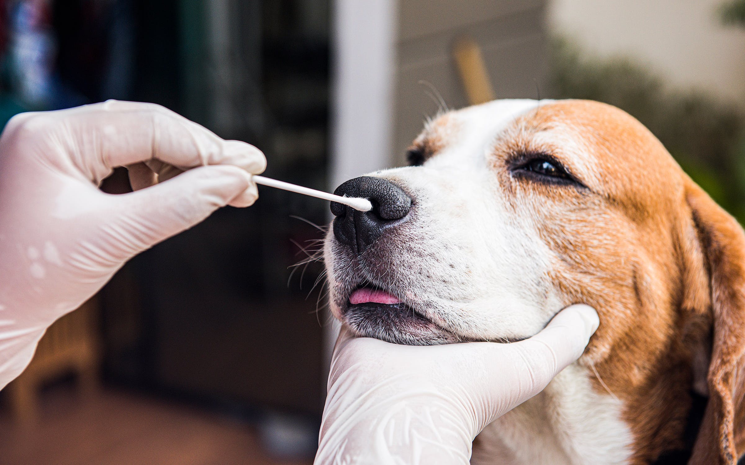 Texas AM pets covid research cdc nasal swab