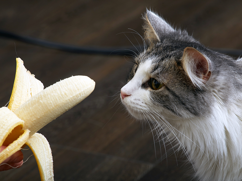 The Wildest Editorial Can Cats Eat Banana Hero