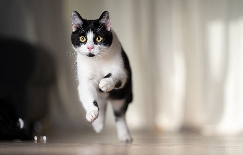 Mèo trắng đen đang chạy trong nhà, mắt mở to, nền mờ với rèm cửa sáng phía sau.