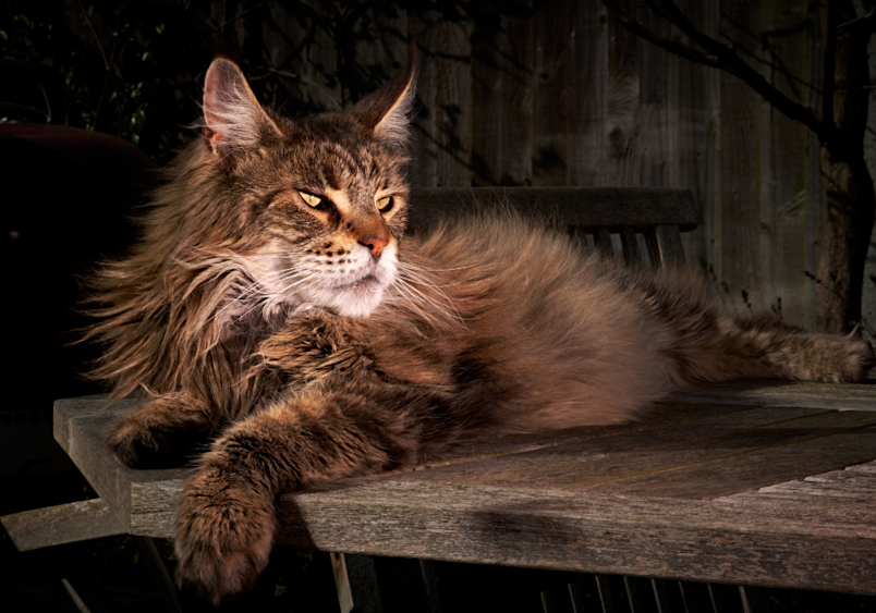 Maine Coon | Discover the Largest Domestic Cat Breed & How to Care for Them