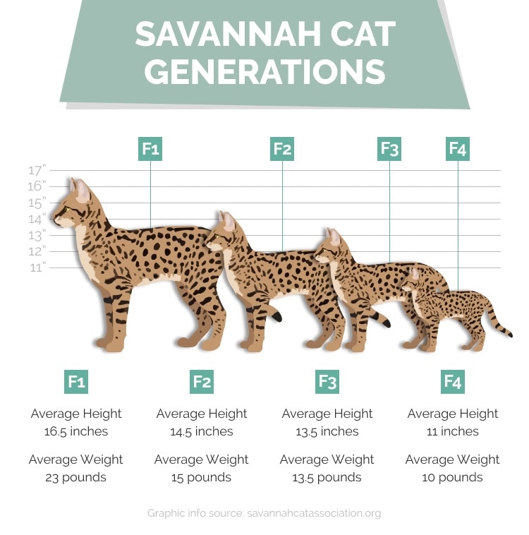F1 vs. F2 Savannah Cat: How Are They Different? (With Pictures) - Catster