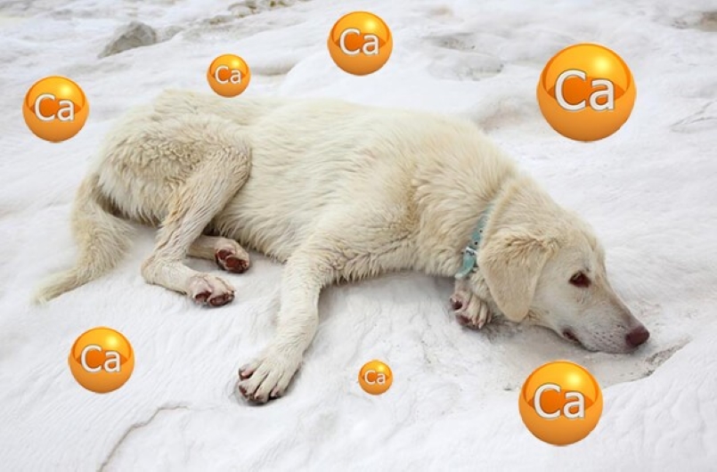 Chó trắng nằm trên tuyết, xung quanh có các biểu tượng "Ca" màu cam.