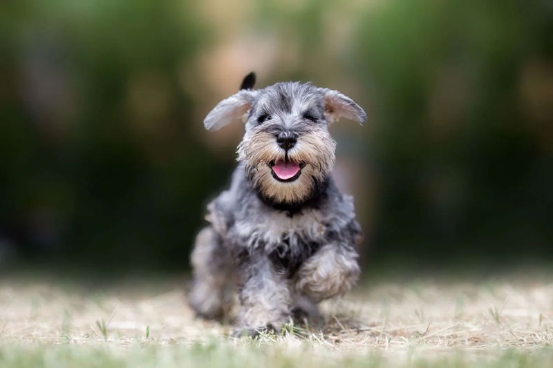 a40683e2 cho schnauzer 1