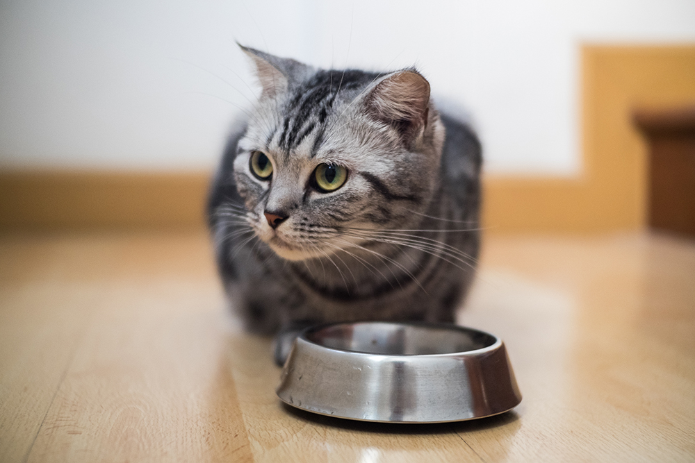 5 Incredible American Shorthair Cat Facts & More - Catster
