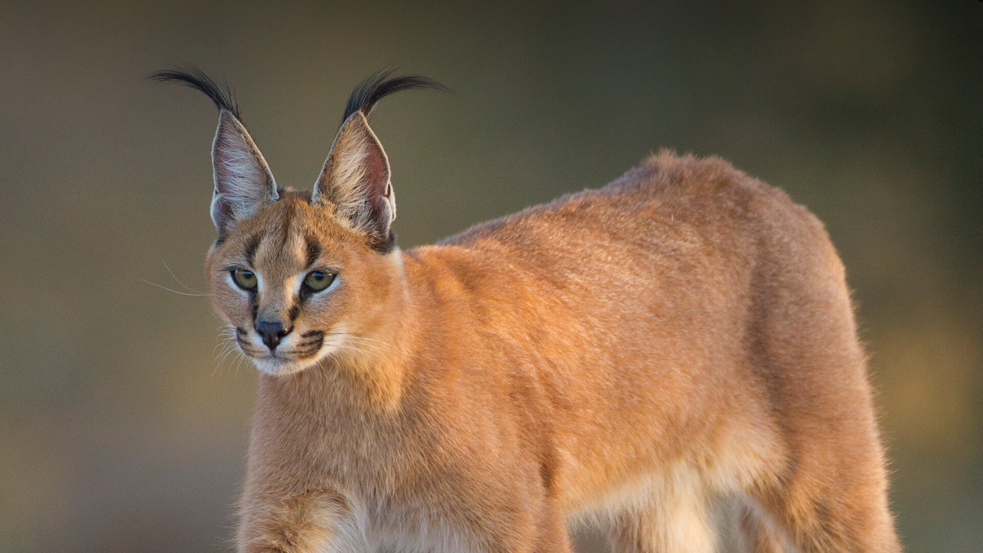 animals hero caracal
