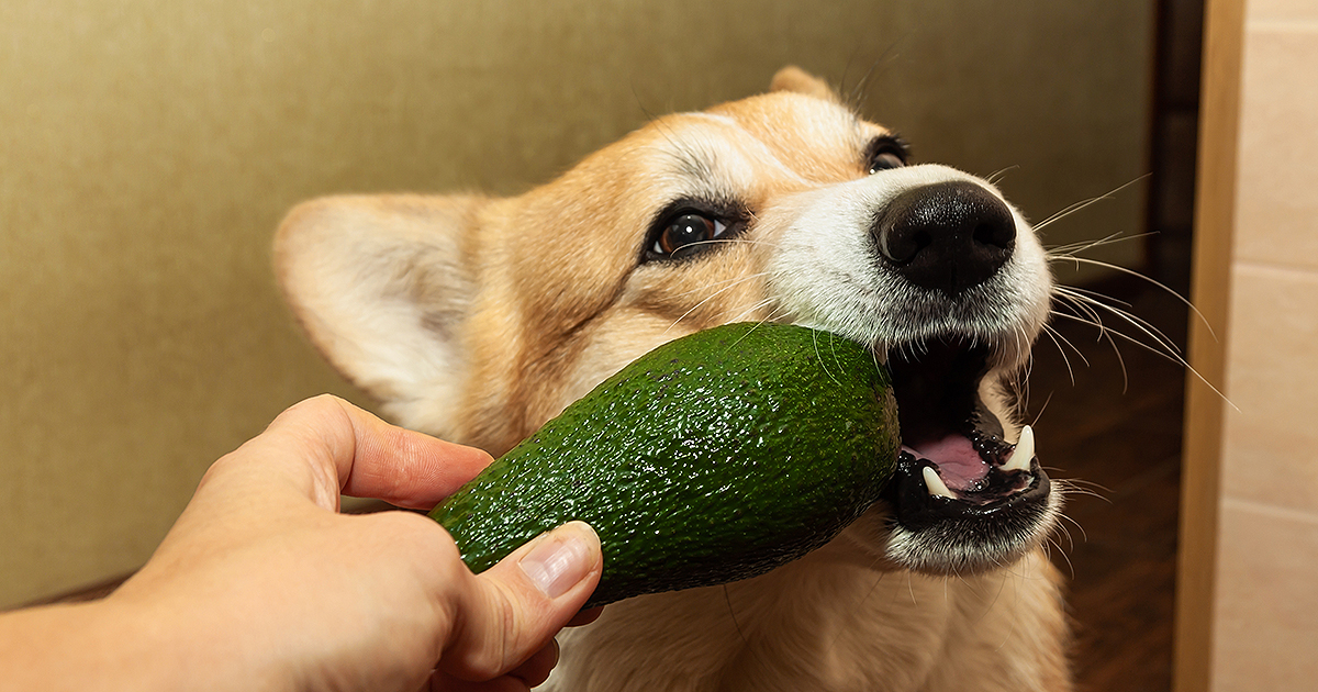 Can dogs eat avocados?