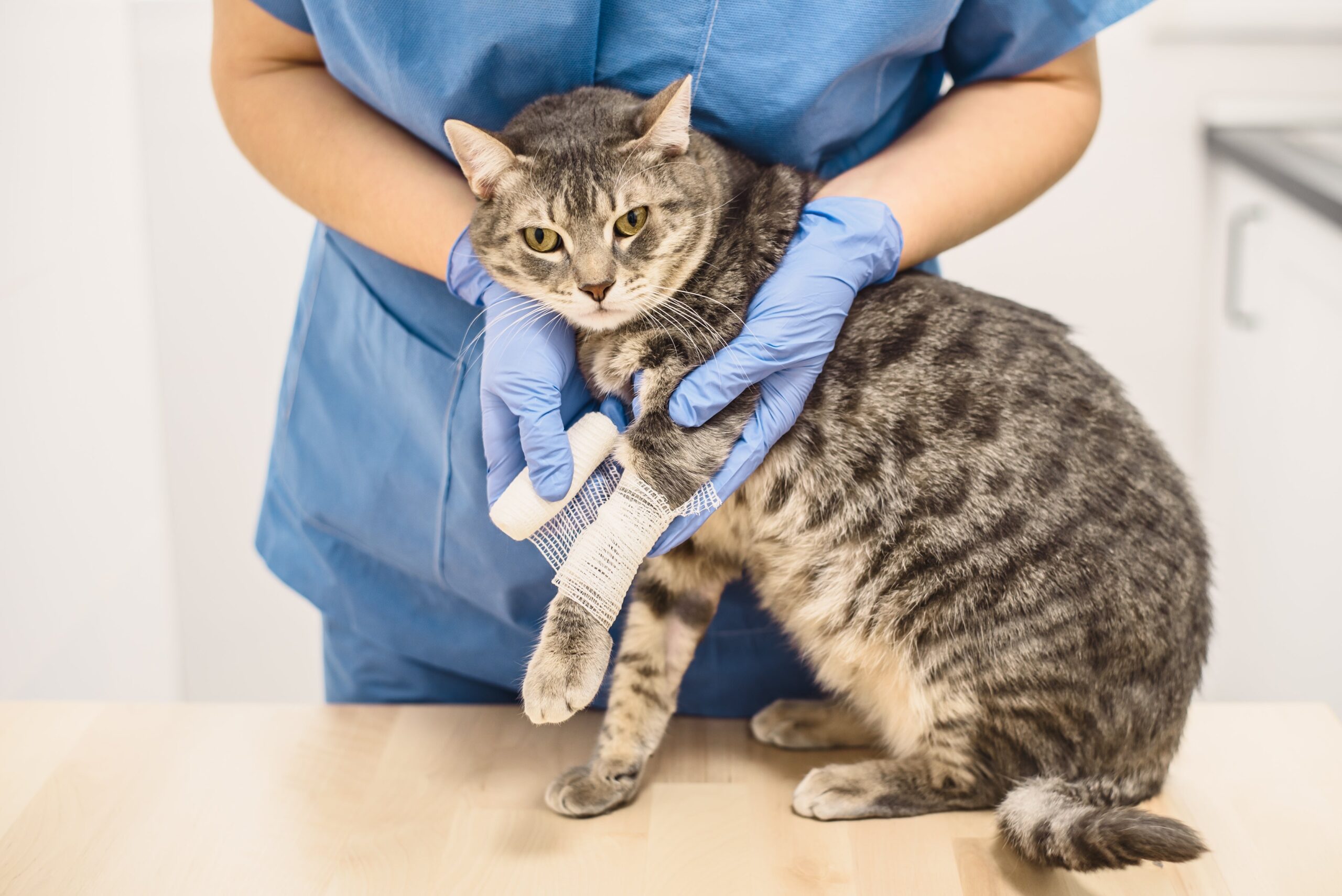 Signs & Symptoms of a Cat