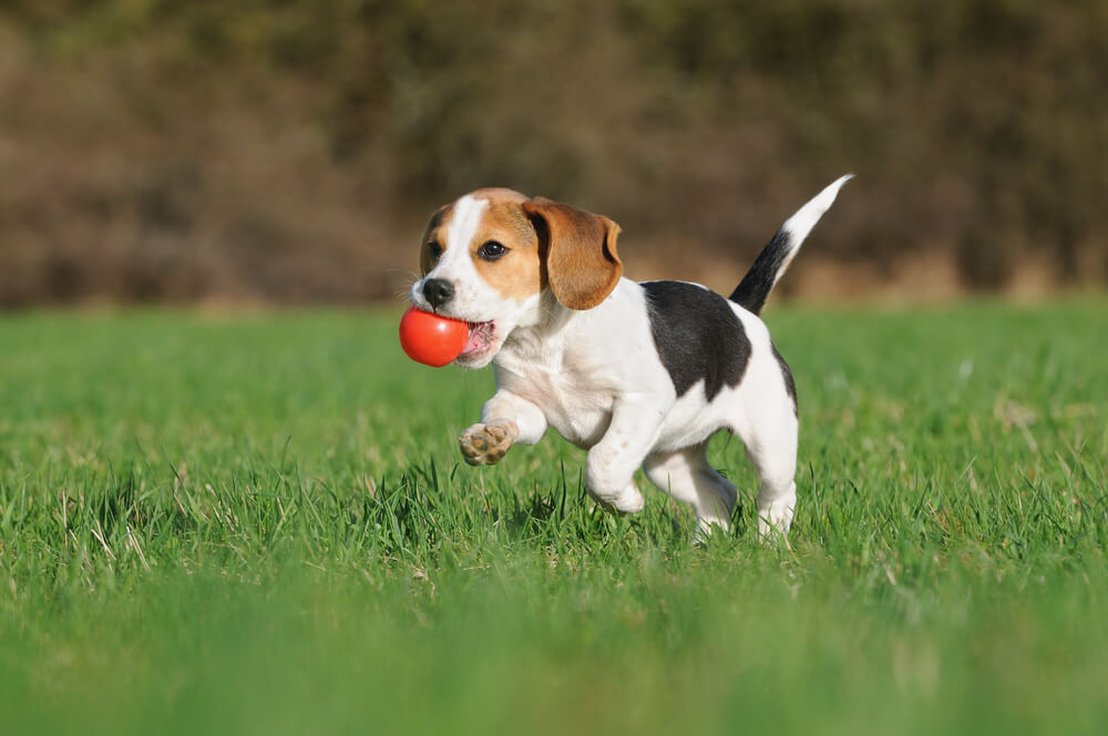 8 Beagle Pros And Cons: Is A Beagle The Right Dog For You? - Ollie Blog