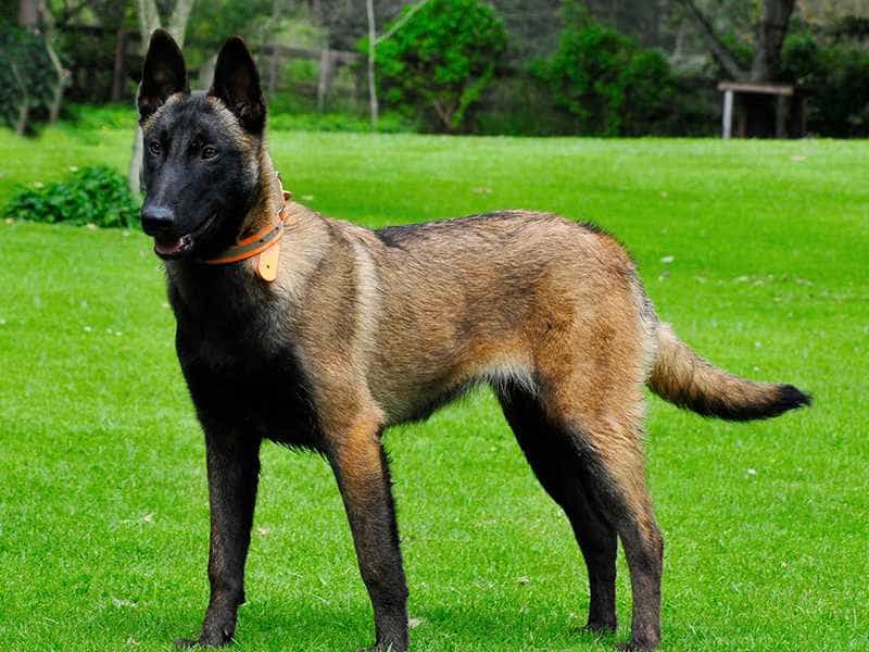 Chó Becgie Bỉ (Malinois) - Đặc Điểm, Cách Chăm Sóc & Bảng Giá