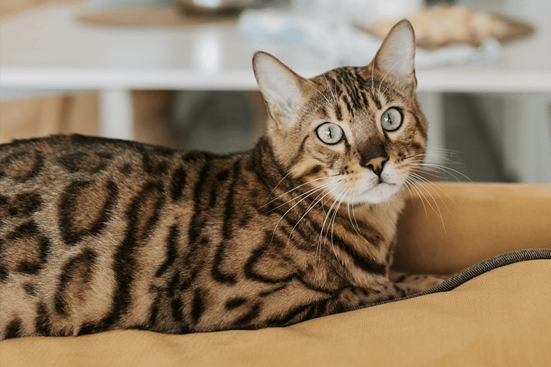 Who Is the Bengal Cat? Fascinating Facts About This Exotic Cat Breed