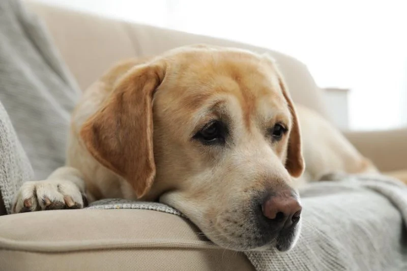 Chó lông vàng nằm thư giãn trên ghế sofa màu sáng, nhìn xa xăm với vẻ mặt trầm tư.