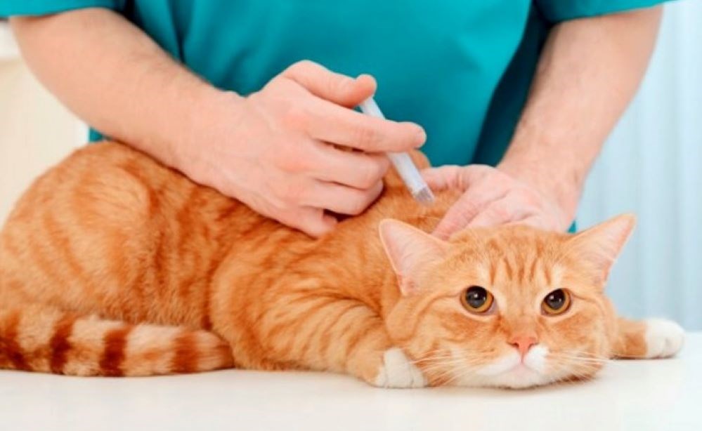 Người mặc áo xanh tiêm cho mèo cam nằm trên bàn, thể hiện cảnh chăm sóc thú y.
