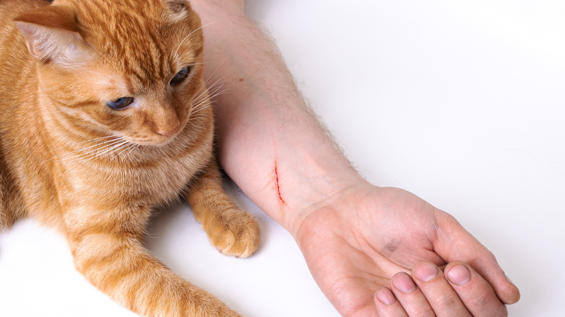 Một con mèo lông vàng ngồi gần cánh tay người có vết xước đỏ trên da, nền trắng.