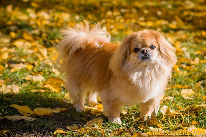 Chú chó lông dài màu nâu đứng trên nền cỏ và lá vàng rơi, ánh sáng chiếu sáng từ phía trên.