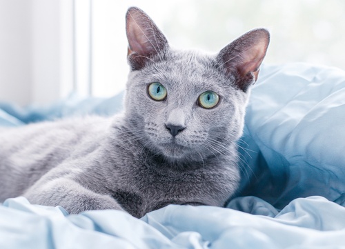 blog breed bleu russe1 1.max 500x500.format jpeg