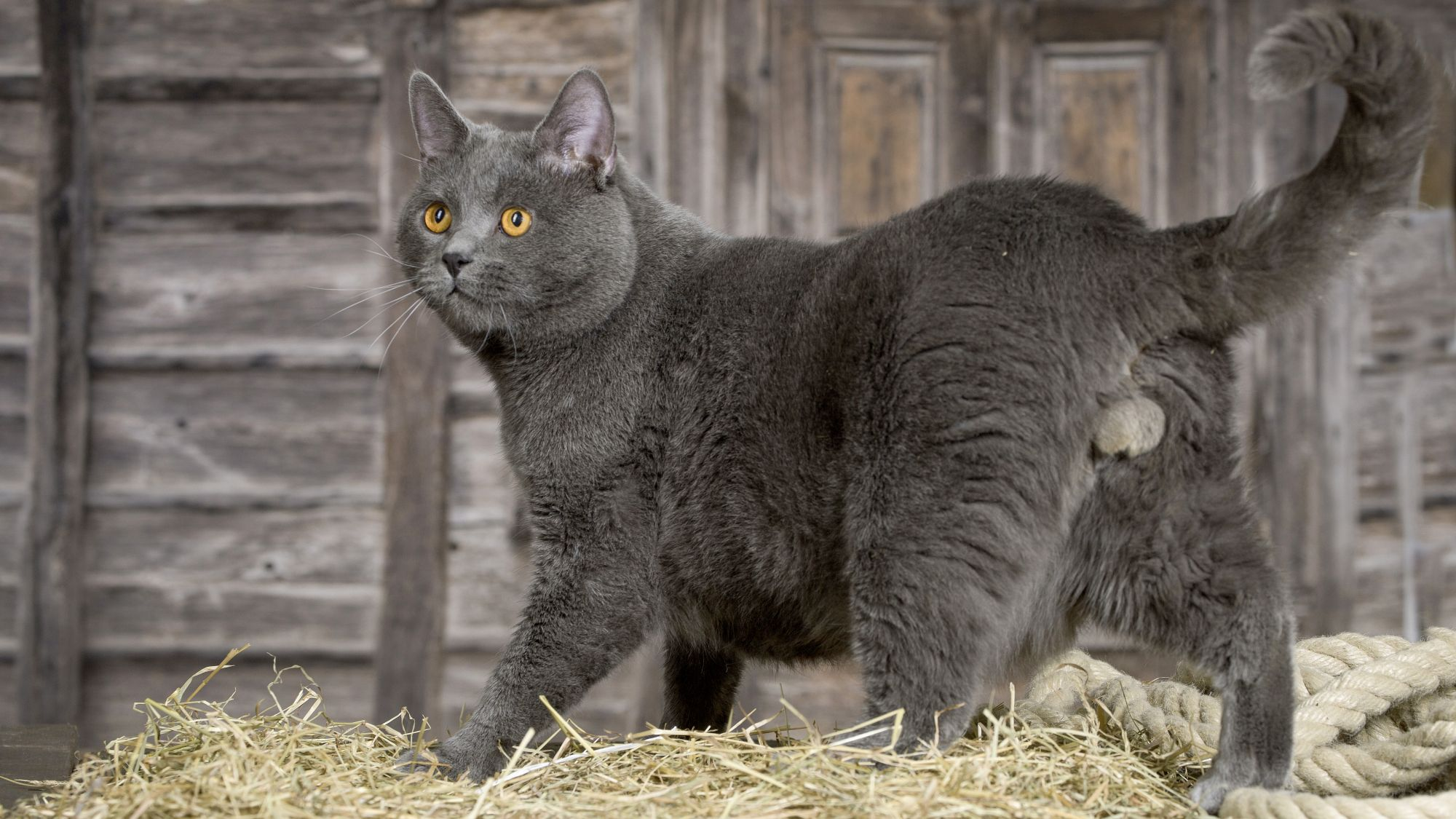 bp lot 3 chartreux colour portrait