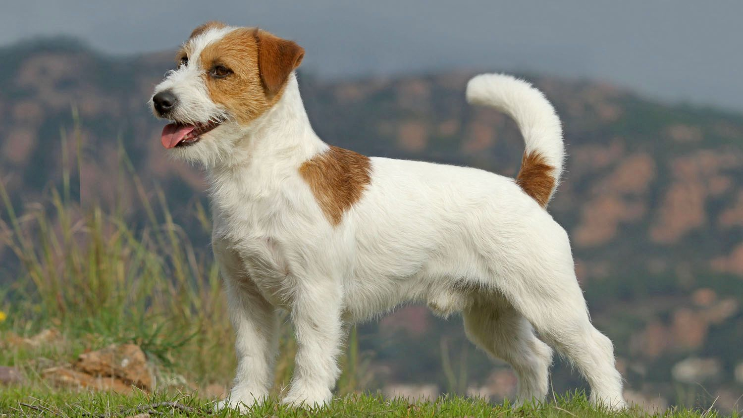 bp lot 3 jack russel terrier couleur outdoor