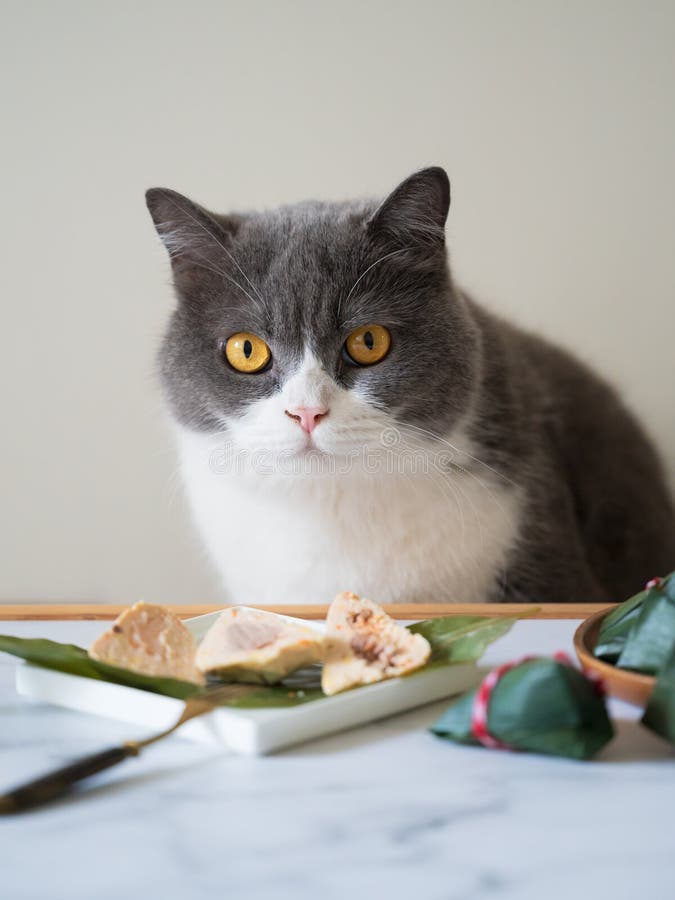 british shorthair cat rice dumplings table 279526378