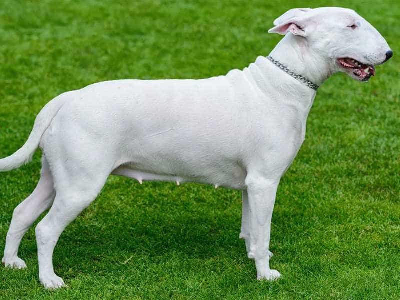 bull terrier7
