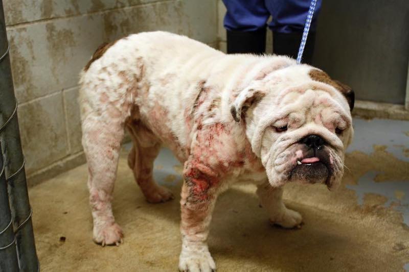 Chú chó bulldog đứng trong phòng, có dấu hiệu bị viêm da, trên nền sàn xi măng.
