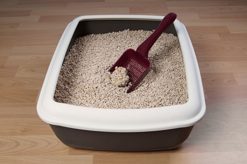 Hộp vệ sinh cho mèo với xẻng nhựa màu đỏ trên nền sàn gỗ.