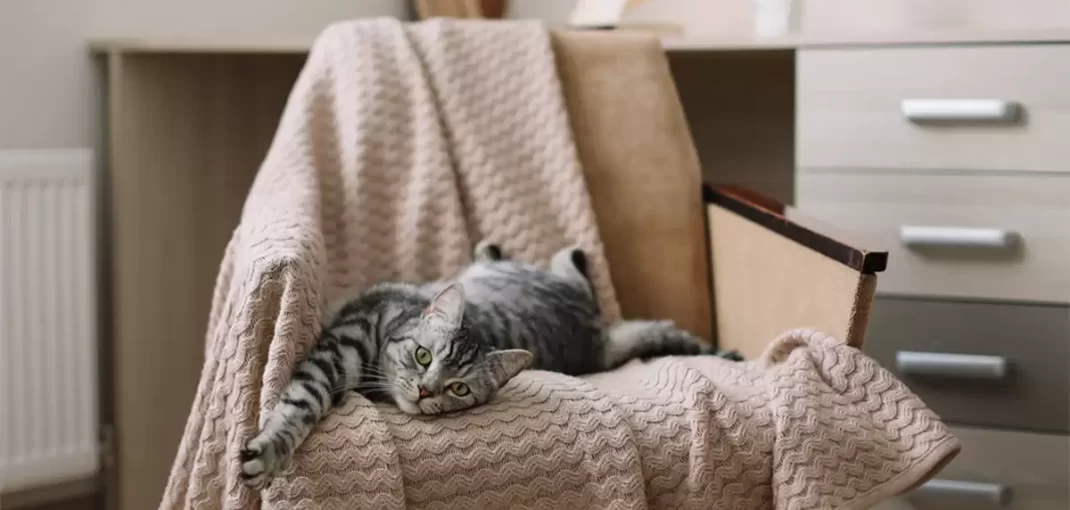 8 nguyên tắc nuôi mèo ở chung cư ai cũng cần lưu ý - Pet Hub