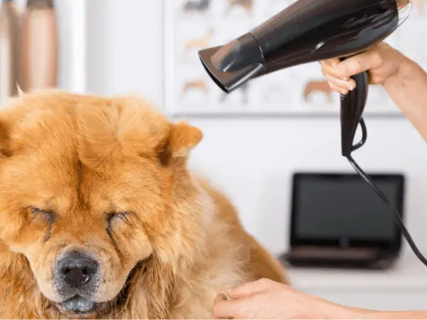 Chó lông xù màu nâu đang được sấy lông bằng máy sấy tóc, có người cầm máy sấy bên cạnh.