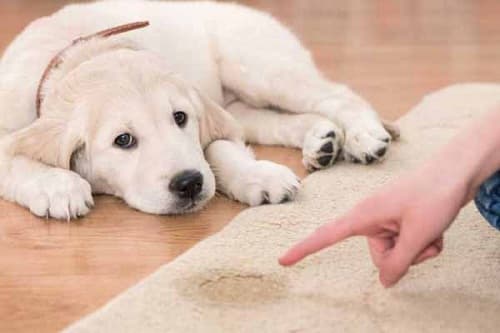 Cách trị chó con đi bậy một cách hiệu quả - Hello Con Sen Pet Shop