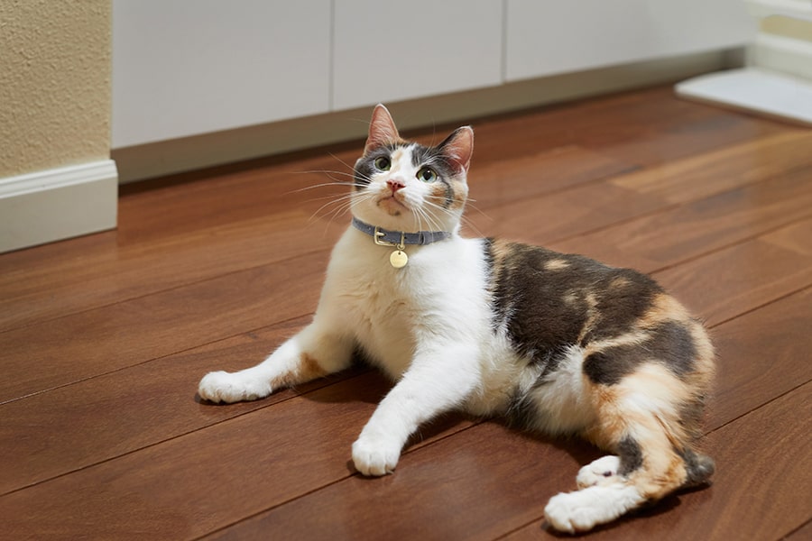 Are Manx Cats Rare? Meet the Manx | ASPCA Pet Health Insurance