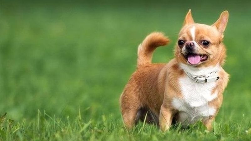 Chú chó nhỏ màu nâu trắng đang đứng trên cỏ xanh, miệng hé mở như đang thở hoặc cười, đeo vòng cổ trắng.