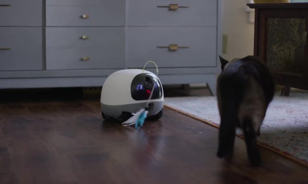 Robot đồ chơi với lông vũ trước mặt mèo đen trong phòng có tủ màu xám.