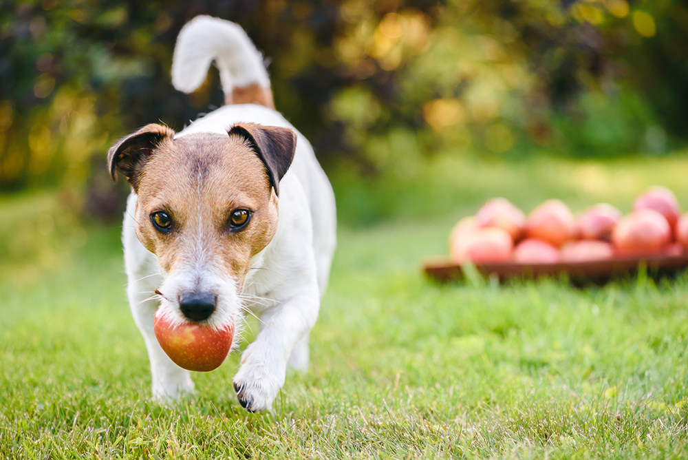 Can Dogs Eat Apples? Benefits, Risks, and Best Practices - McGehee Clinic  for Animals