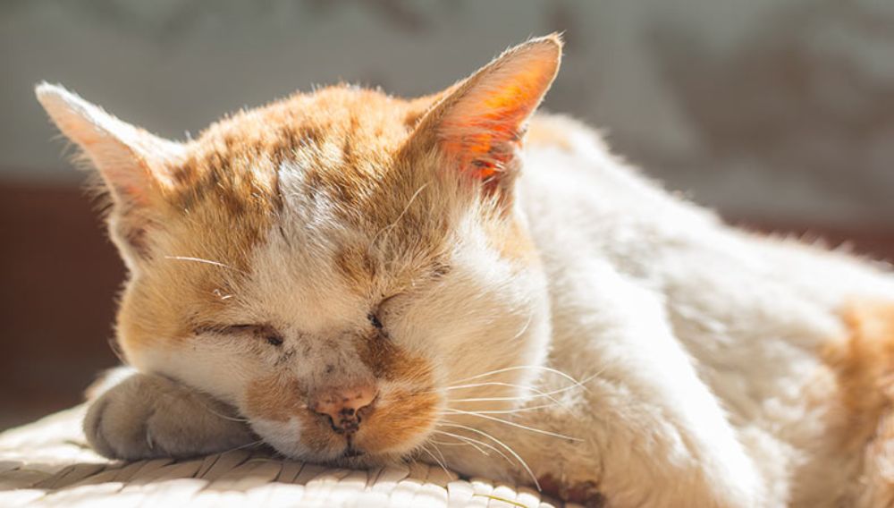 Caring For An Old Cat | Everypaw