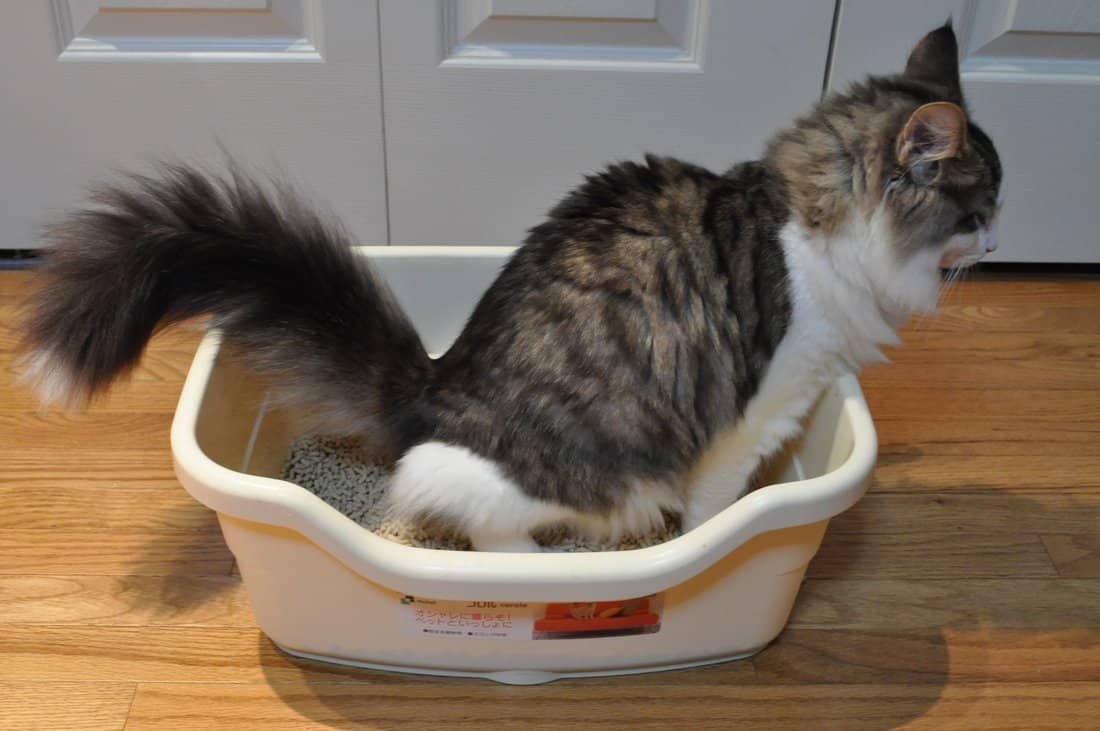 cat using litter box wikimedia commons featured image 1