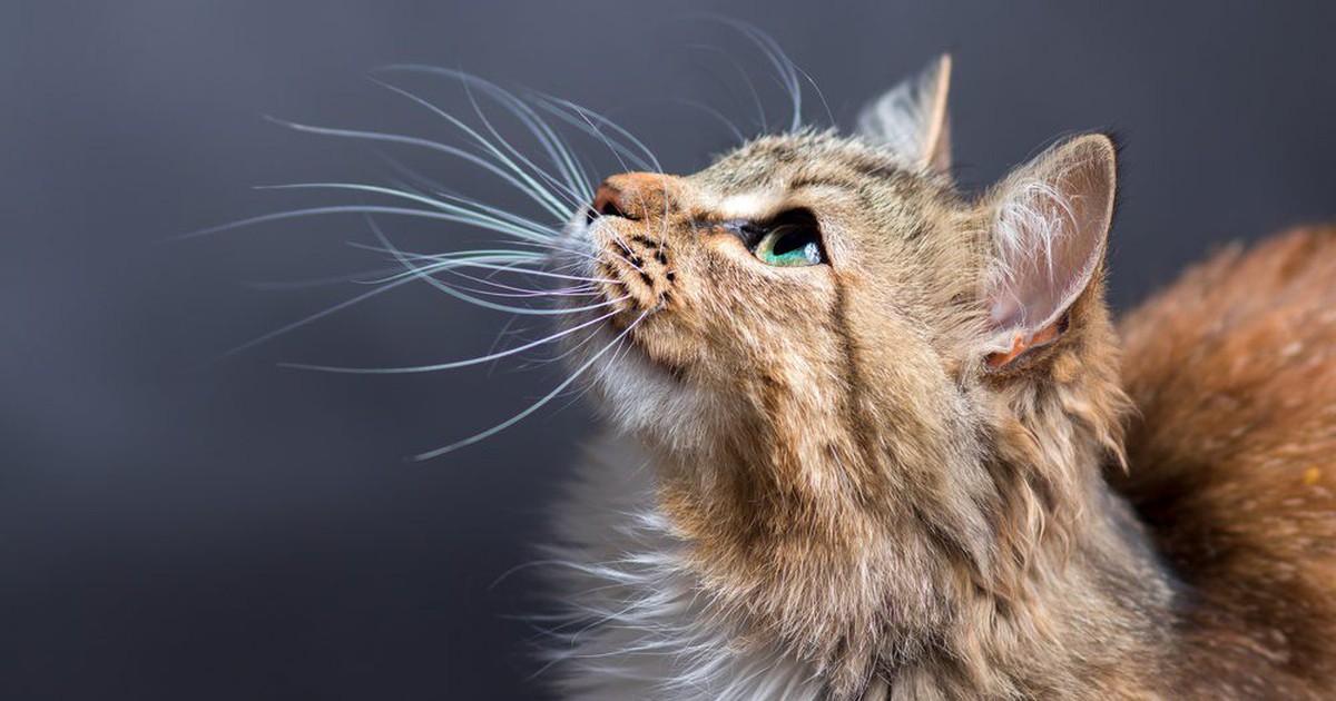 cat whiskers 1000x641 1551170977955701783235 crop 15511715805641803954195