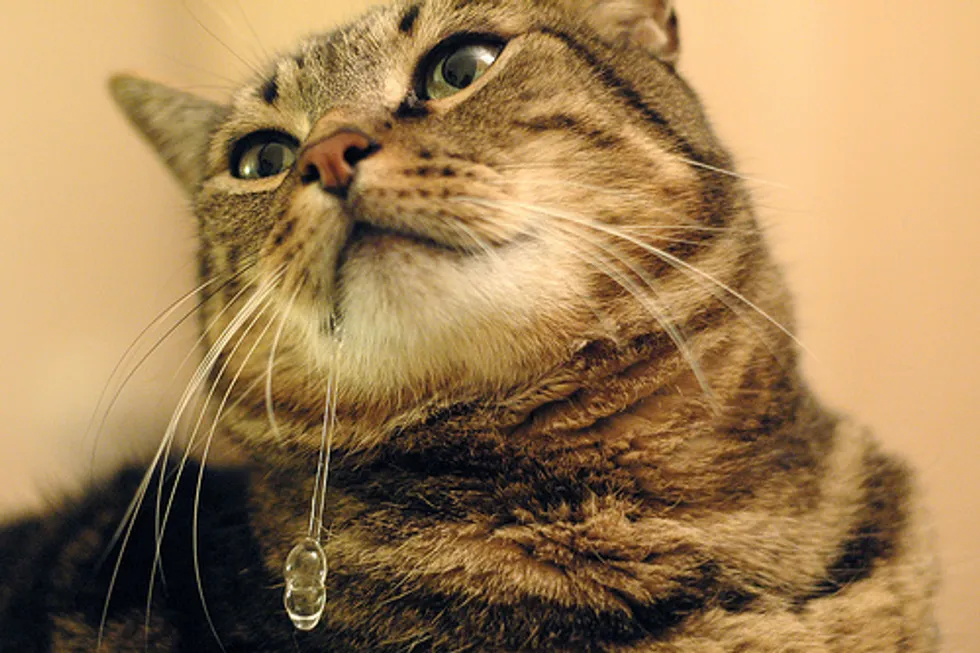 cat