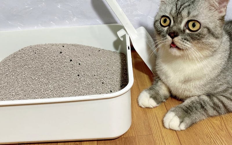 Chú mèo nằm cạnh khay cát vệ sinh màu trắng đặt trên sàn gỗ, nhìn chăm chú về phía trước.