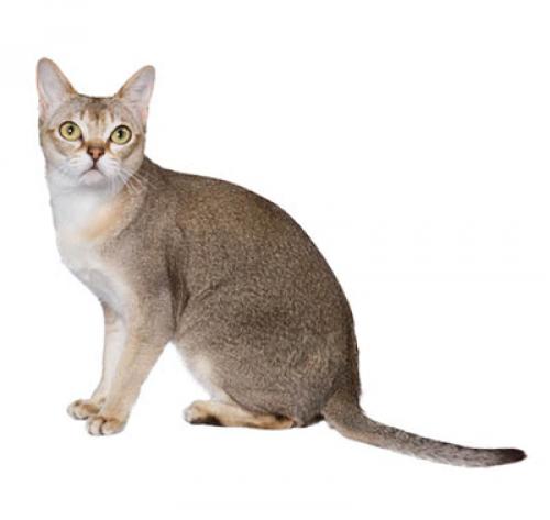 cat singapura